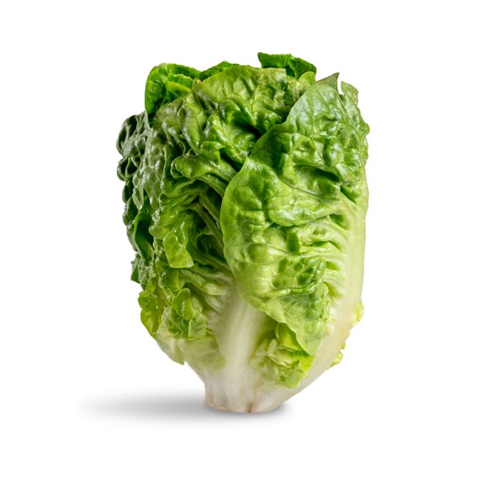 חסה גוש קטיף